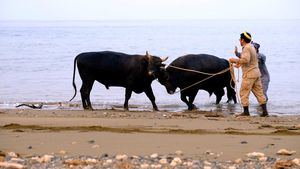 Islas Amami, el Nápoles de Oriente