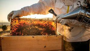 El 46% de la miel importada de países de fuera de la Unión Europea ha sido alterada