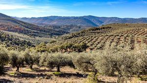 El paisaje del olivar impulsa la actividad de alojamientos en zonas rurales de España