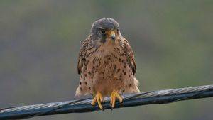 El Hierro organiza una jornada para avistamiento de aves