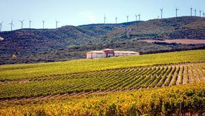 El Coto de Rioja afianza su liderazgo en vinos blancos dentro de la D.O.Ca Rioja