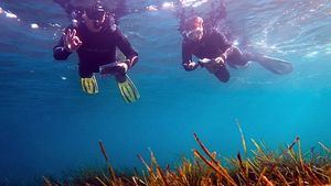 Omoda & Jaecoo se une a la UICN para apoyar la conservación de la Posidonia oceánica en España