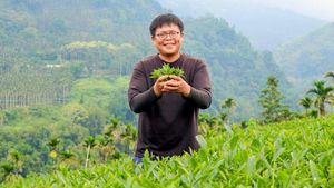 Desde las alturas de Ruili, el té de Taiwán conquista el mundo