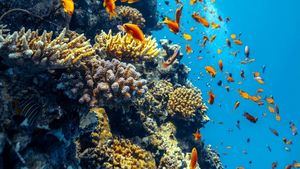 Mar Rojo saudí, un viaje a una de las últimas fronteras marinas inexploradas del mundo