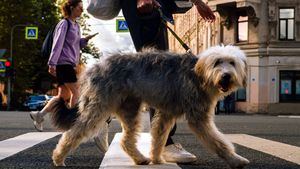 Valencia, en el ranking de las ciudades más pet-friendly del mundo