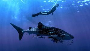 Los Cabos conquista el mercado del turismo deportivo