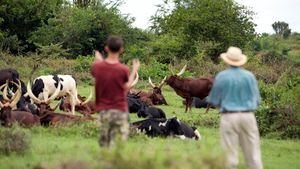 Safaris a pie en Uganda: conexión auténtica con la fauna africana
