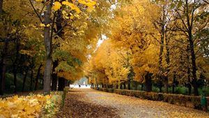 Viena en otoño: la magia de una ciudad imperial que se viste de dorado