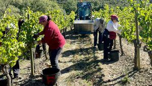 La DOP Somontano culmina una vendimia excelente con más de 15.000 kilos de uva