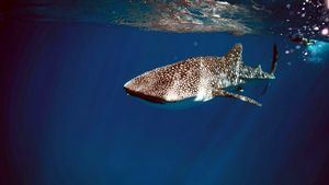 Comienza la temporada del tiburón ballena en Seychelles, un espectáculo único