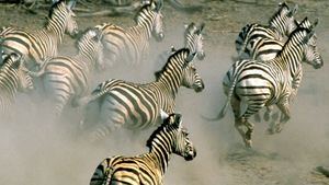 La migración más larga del continente africano: las cebras en Botswana