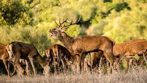 La berrea del ciervo en los milenarios bosques de alcornoques de Cádiz