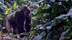 La ruta de los gorilas de llanura en el Congo