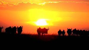 Kenia, el hogar del safari