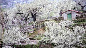 Primavera y Cerezo en Flor en el Valle del Jerte