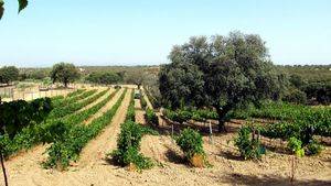 Bodegas Cartema 