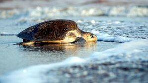 Comienza la liberación de tortugas en Puerto Vallarta y Riviera Nayarit