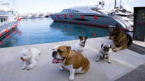 Doggie Race, una carrera con mascotas en el Port Adriano de Mallorca