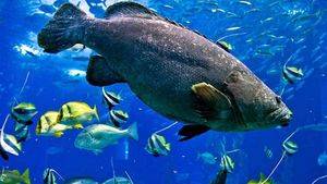 El Oceanário de Lisboa vuelve a ser elegido el mejor acuario del mundo