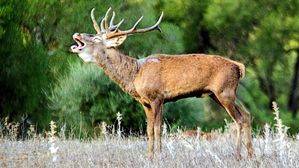 La berrea del ciervo llega al parque natural de Los Alcornocales