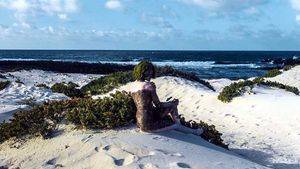 Islas Canarias, el paraíso donde fundirse con la naturaleza es posible