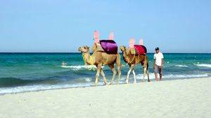 Dromedarios. Playa Djerba