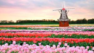 Holanda. Tulipanes