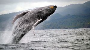 Samaná, el avistamiento de ballenas