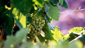 Tres vinos de Bodegas De Alberto incluidos en el Cuadro de Honor de la Guía Gourmets