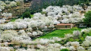 Cerezos en flor en el Valle del Jerte