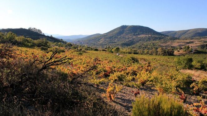 Salamanca lanza un Plan de Dinamización de la Ruta del Vino de la Sierra de Francia