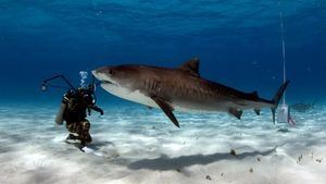 Las Bahamas: ¿te atreves a bucear con tiburones?