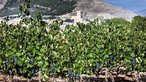 Vinos Alicante otorga a Villena su distinción de honor