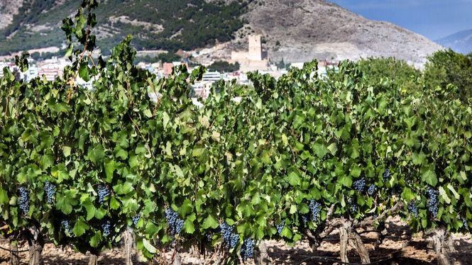 Vinos Alicante otorga a Villena su distinción de honor