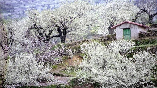 Comienza la fiesta del Cerezo en Flor en el Valle del Jerte 2018
