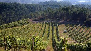 Bodega Terras Gauda Galicia