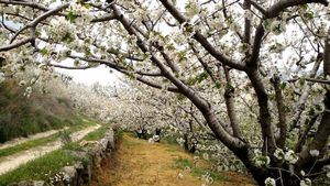 El Valle del Jerte ya está en flor