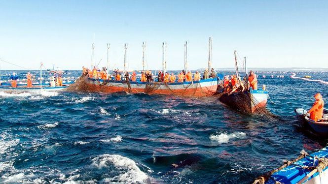 La Costa de Cádiz celebra en mayo la llegada del atún rojo