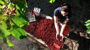 El Valle del Jerte acerca su cereza a los turistas con la Cerecera