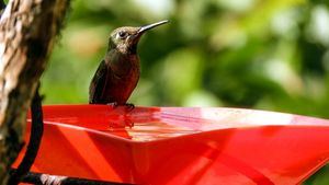 Colombia, un destino único para el avistamiento de aves