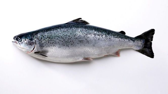 El salmón noruego, un habitual en nuestra cocina
