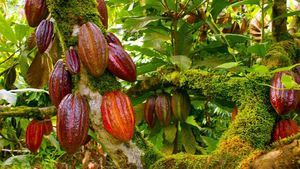 El cacao, un motor turístico, social y cultural en República Dominicana