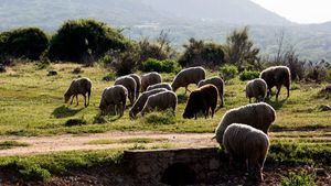 Recomendaciones de nuestros pastores para la prevención de incendios forestales