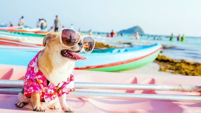Vacaciones con perros: Barcelona, Costa Brava y Almería, los destinos más demandados