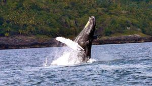 Ballena Jorobada