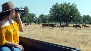 Toros jovenes en la dehesa