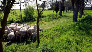 La concienciación medioambiental debe incluir también al ganado que habita en el medio rural