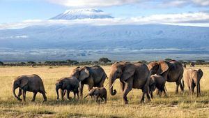 Elephant Listening Project, iniciativa impulsada por Microsoft para salvar a los elefantes