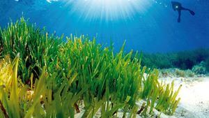 Posidonia Oceánica, un tesoro en aguas ibicencas