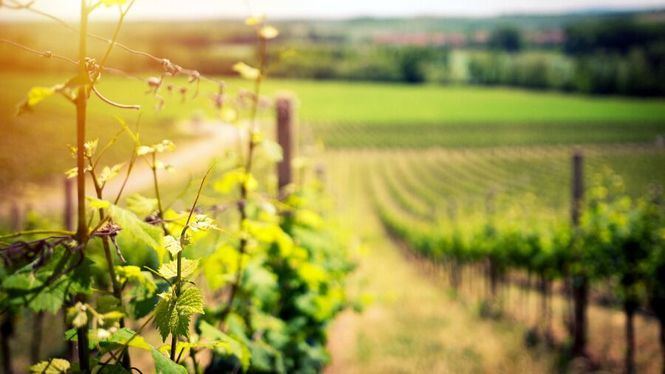 La vendimia, el momento para determinar el vino que vamos a consumir el próximo año